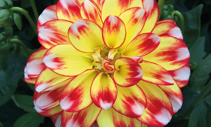 Image 3: Mixed Dahlia Plants