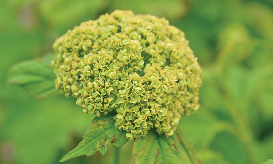 Image 7:  Viburnum 'Opulus Roseum' - 1 or 2 Potted Plants