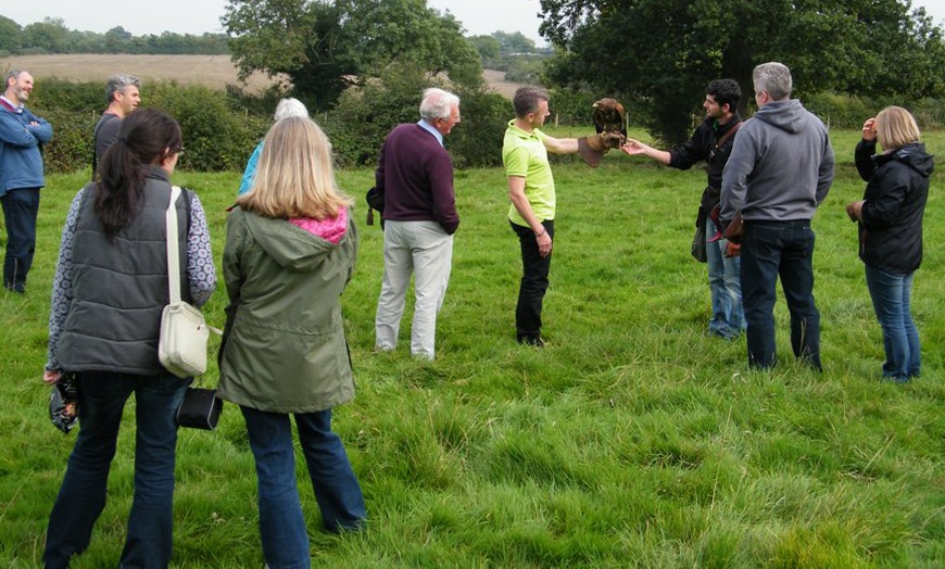 Image 2: Three-Hour Falconry Experience