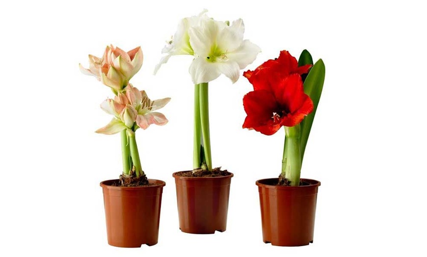 Image 3: Potted Amaryllis