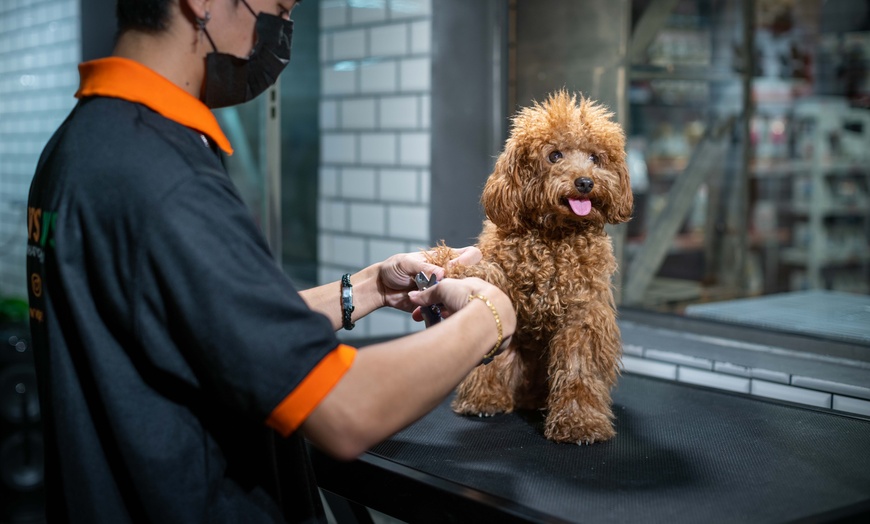 Image 1: Dog or Cat Grooming Session