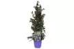 1 o 2 plantas de Ceanothus Thyrsiflorus Repens de 60-70 cm - Second Medium