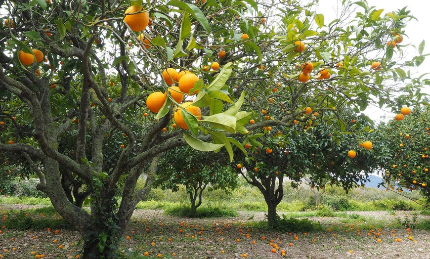 Image 4: Set de 4 plantas cítricas, con 2 limoneros y 2 naranjos