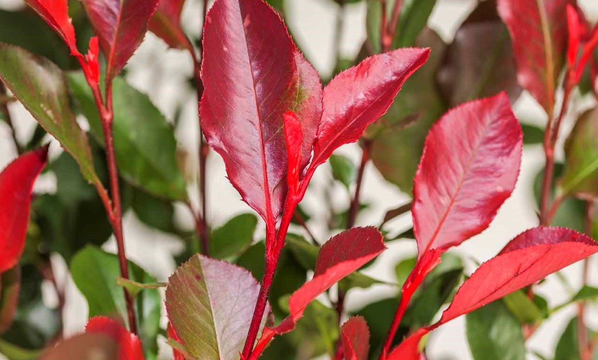 Image 6: Photinia-plant 'Red Robin'