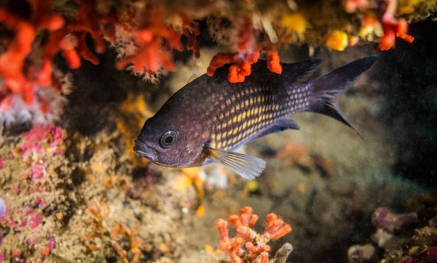 Image 13: ¡Explora las Islas Medes con un bautismo de buceo!