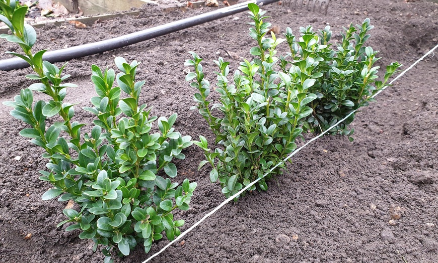 Image 3: Box Hedging Plants per Metre
