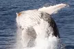 Embark on a Memorable 2.5-Hour Whale Watching Tour for One Child or One, Two or Four Adults ( Up to 29% Off ) - Image 5