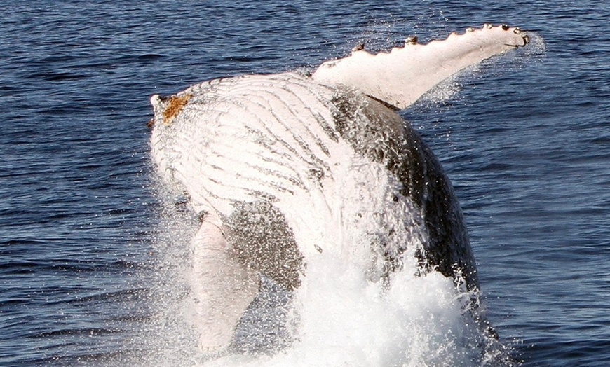 Image 5: 2.5-Hour Whale Watching Tour for 1 Child Age 3-13 or 1, 2, or 4 Adults