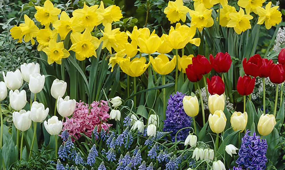 Classic Dutch Garden Flower Bulbs (125-Piece) - Primary Image