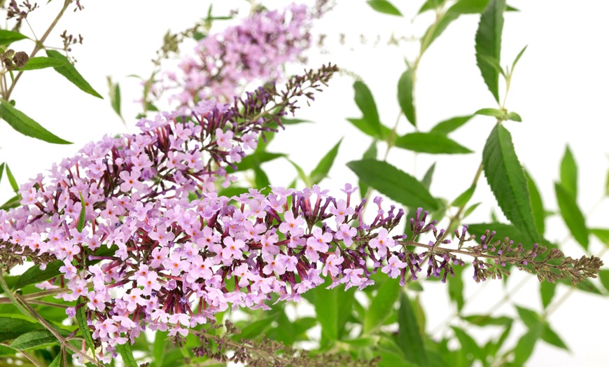 Image 3: Arbuste Buddleia Wisteria Lane