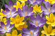 300-Piece Complete Spring-Flowering Bulb Collection - Image 4