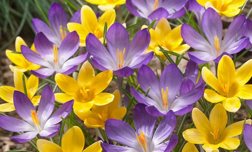 300-Piece Complete Spring-Flowering Bulb Collection | Groupon