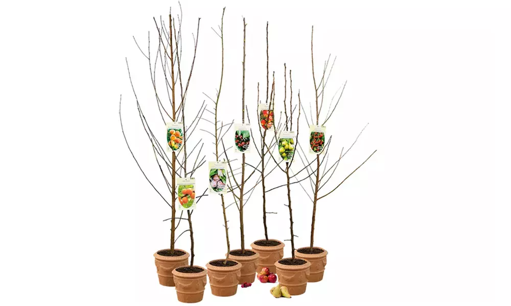 3 o 5 alberi da frutta XXL