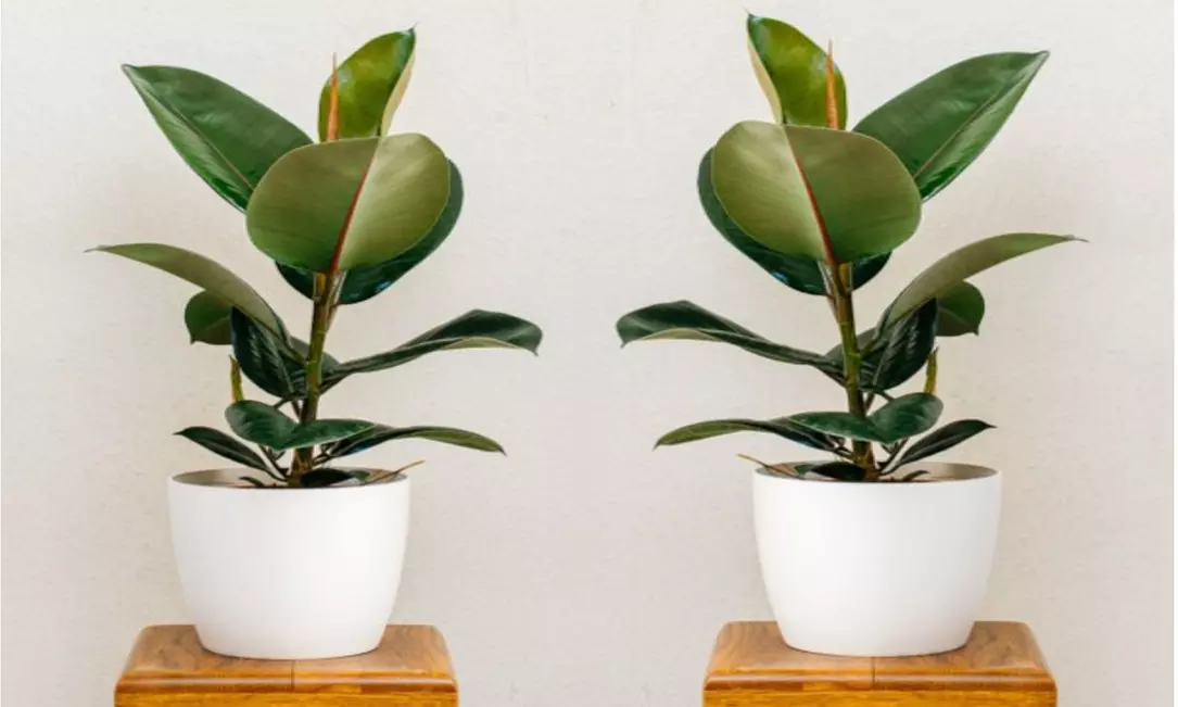 1 ou 2 plants de Ficus Elastica Robusta 50-60 cm, livrés en pot - Primary Image