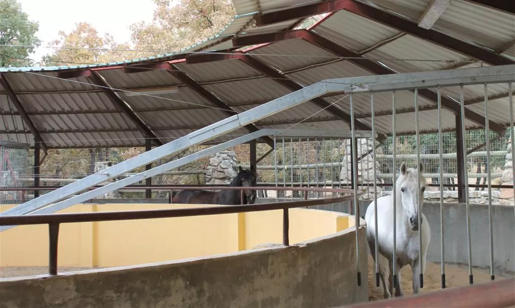 Disfruta de un paseo a caballo de una hora para hasta 4 personas