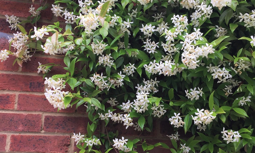 Image 1: 3 ou 6 plants de jasmin toscan blanc 25-40 cm