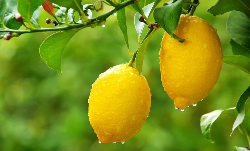 Image 5: Fragrant Lemon Trees