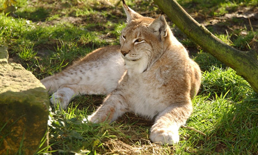 Image 4: Shepreth Wildlife Park Entry