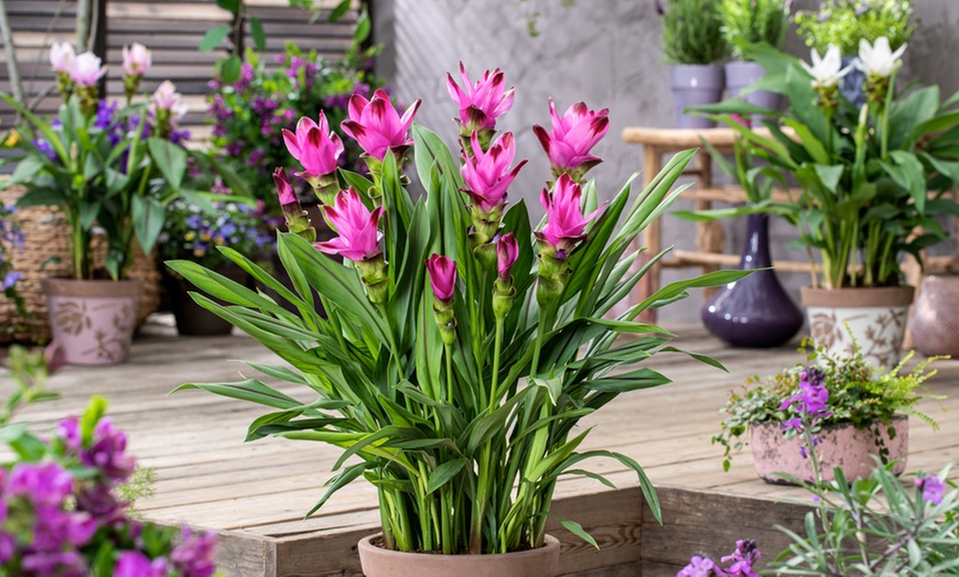 Image 1: 2 of 4 Curcuma Al Siam Splash planten