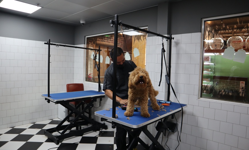 Image 4: Full Grooming Session for Cat or Dog at The Petzone