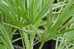 Dwarf Fan Palm 'Chamaerops Humilis' - Buy 1 or 2 Potted Plants - Image 2