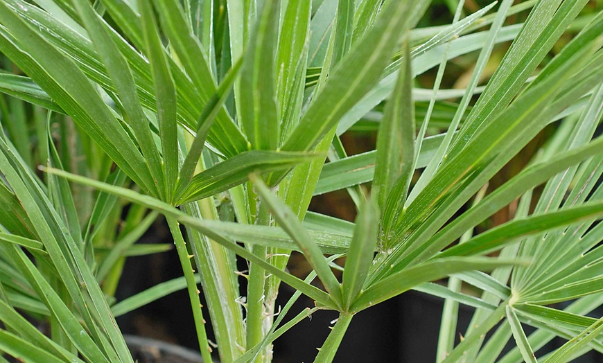 Image 2: One or Two Dwarf Fan Palm Tree Potted Plants