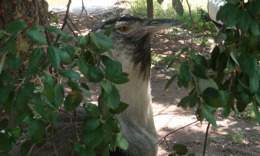 Image 8: Zoo de Fréjus : les animaux comme vous ne les avez jamais vus !