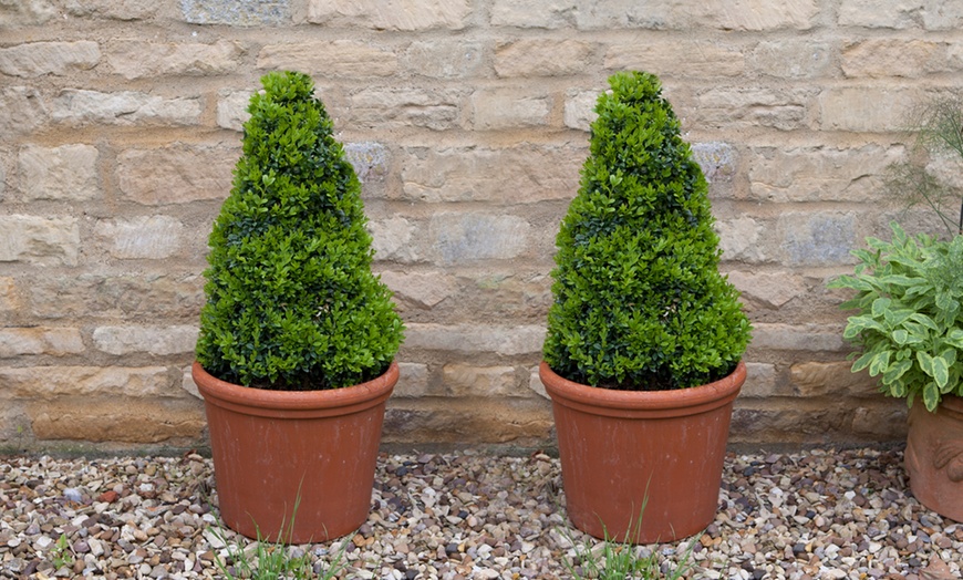 Image 2: Pair of Buxus Pyramids