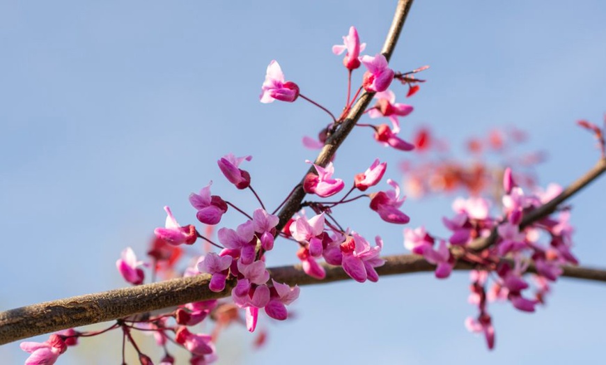 Image 4: Shrub Cercis Eternal Flame Tree Potted Plant