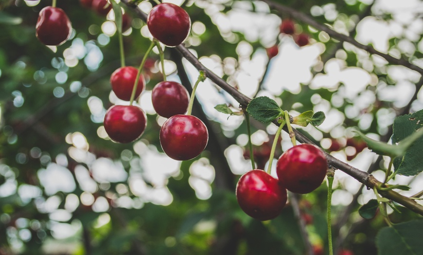 Image 4: Lot de 3 arbres fruitiers