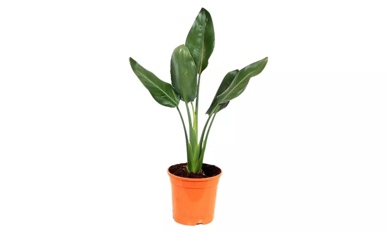 3 o 6 piante di Strelitzia Uccello del Paradiso