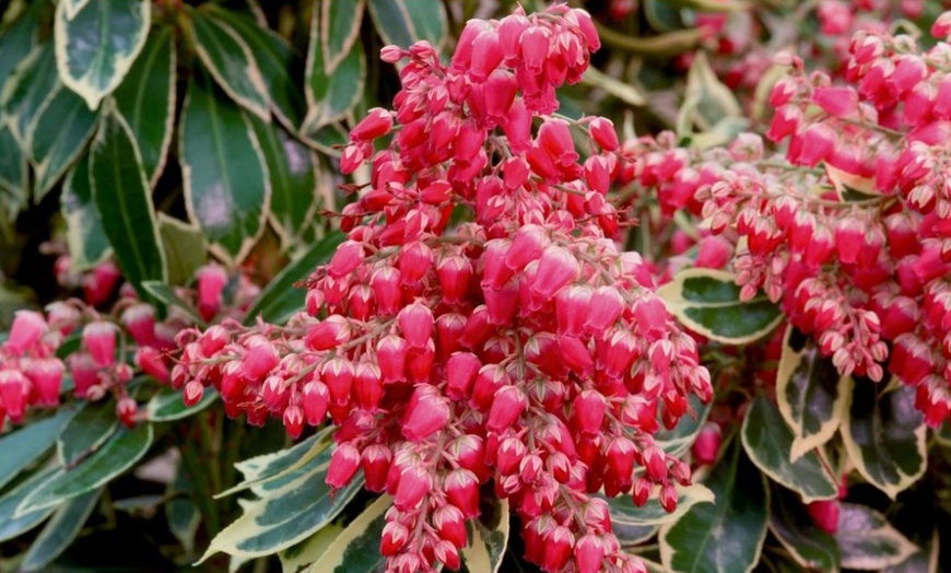 Image 2: 5-Plant Evergreen Pieris Collection