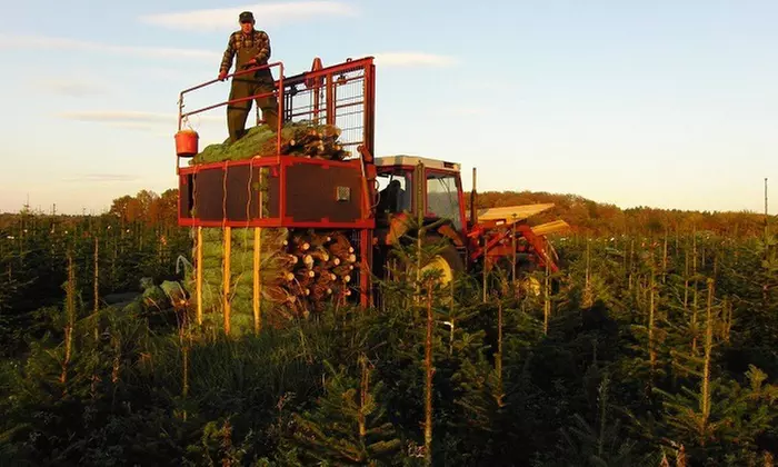 Nordmanntanne in Premium-Qualität bis zu 2,5 m inkl. 4 Getränken