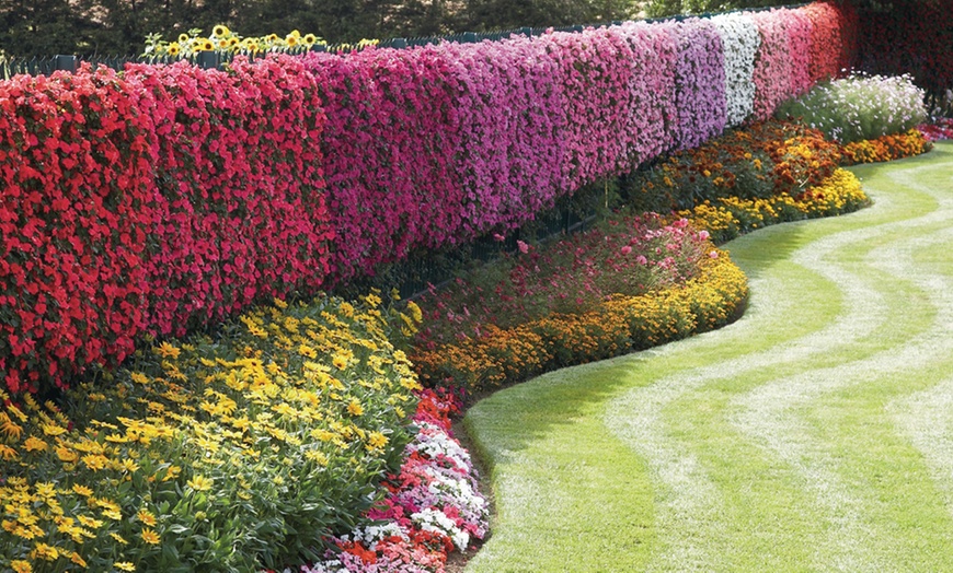 Image 1: 15 Mixed Garden Ready Summer Bedding Plant Collection