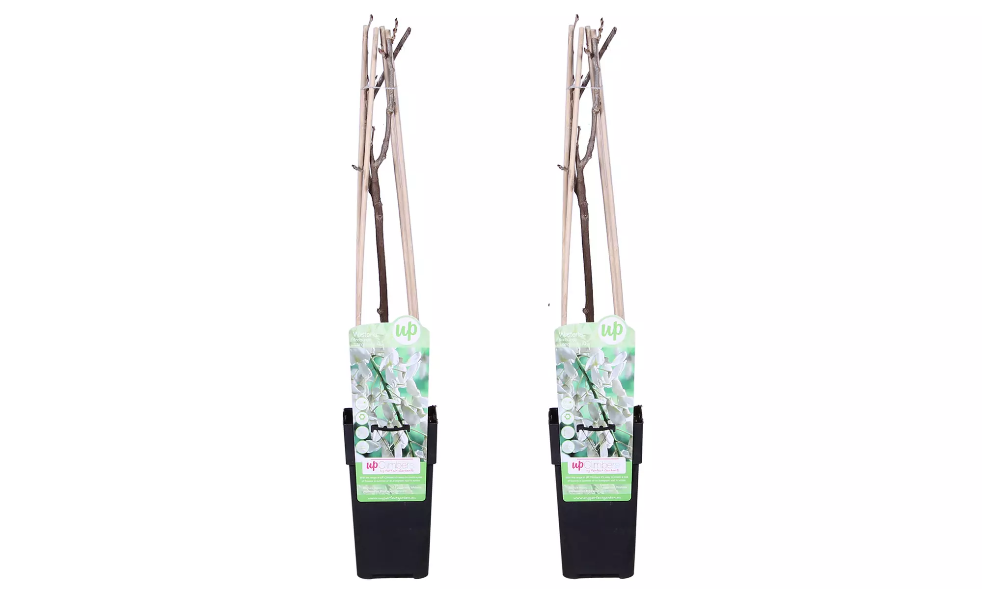 2 plants de 'Wisteria floribunda Longissima Alba' 60-70 cm, livrés en pot - Image 6