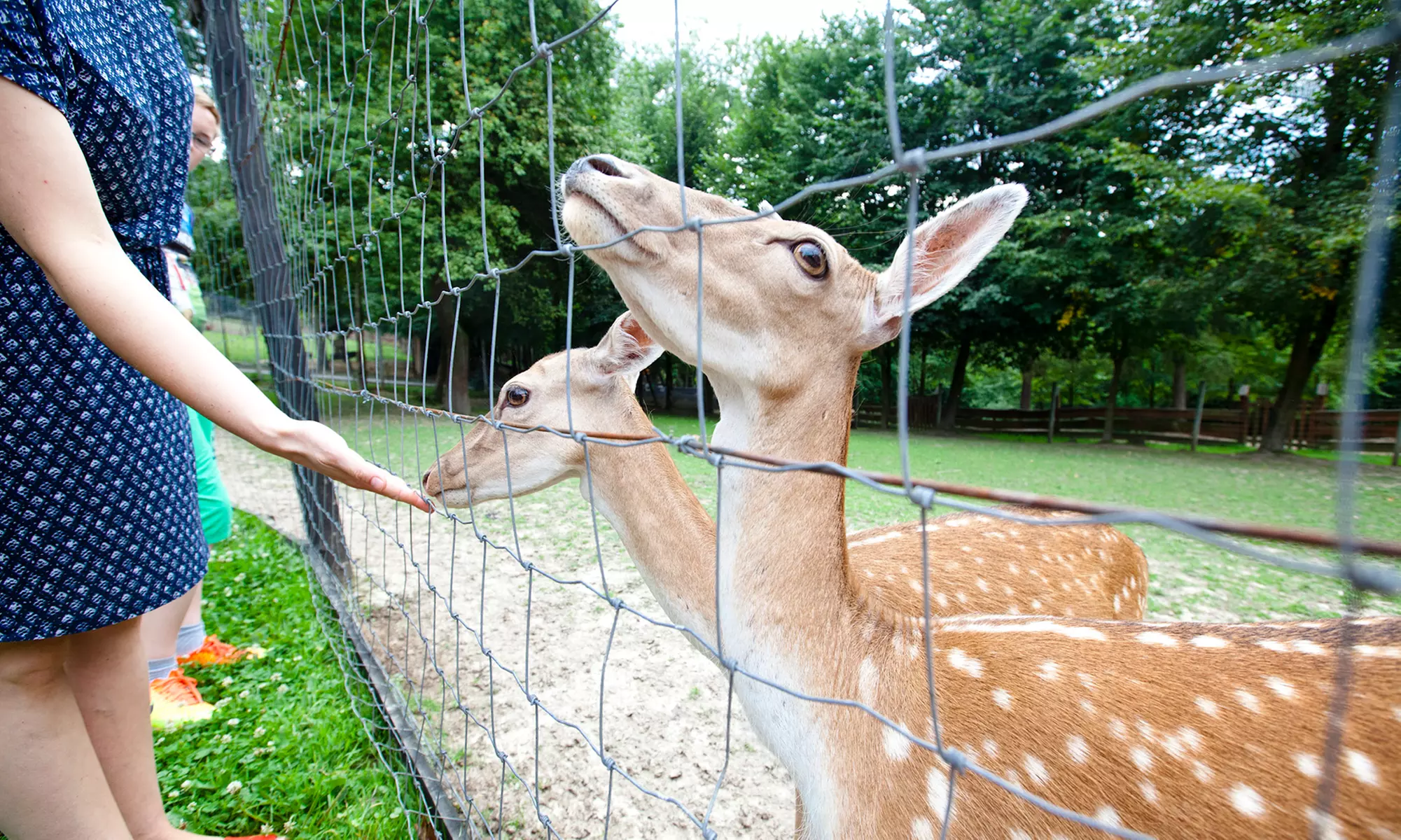 Do 30% zniżki na Zoo/Park safari w Gospodarstwo Agroturystyczno – Edukacyjne „Zwierzyniec Kopytkowo”