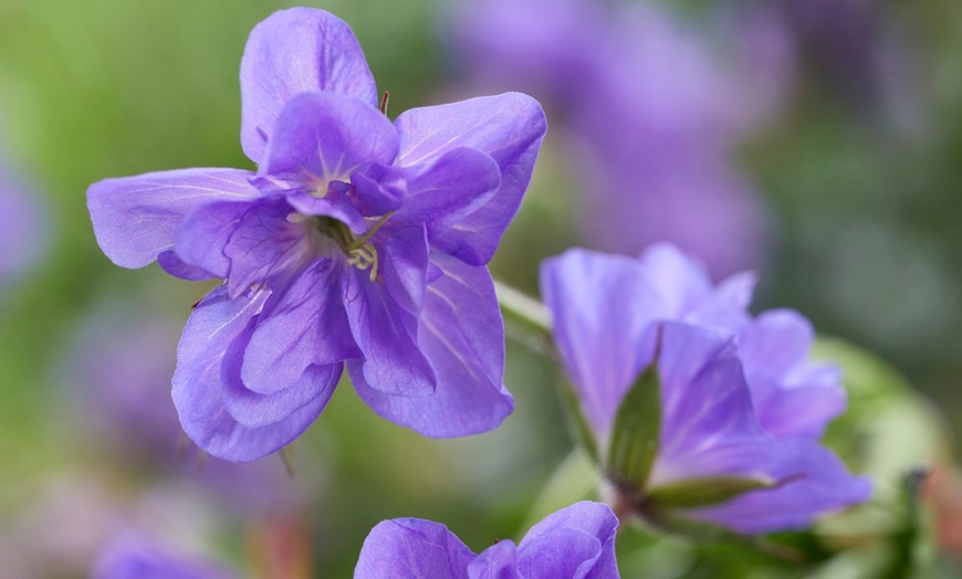 Image 3: Up to 3 Hardy Geranium Azure Skies Jumbo Plugs