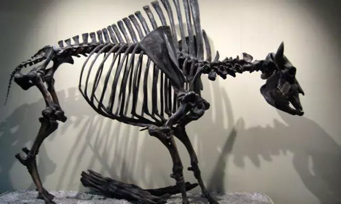 Explore Ancient Life: Admission to Fossil Discovery Center in Madera, California - Second Medium