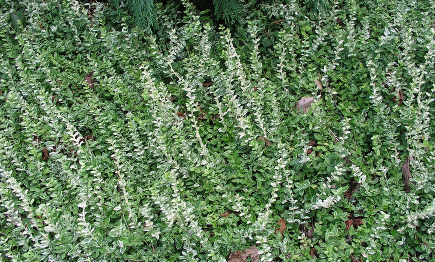 Image 3: Conjunto de plantas de Euonymus 'Harlequin' Cardinal's hat