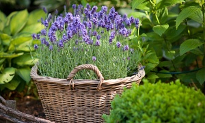 5, 10 or 20 Hardy English Lavender Plants