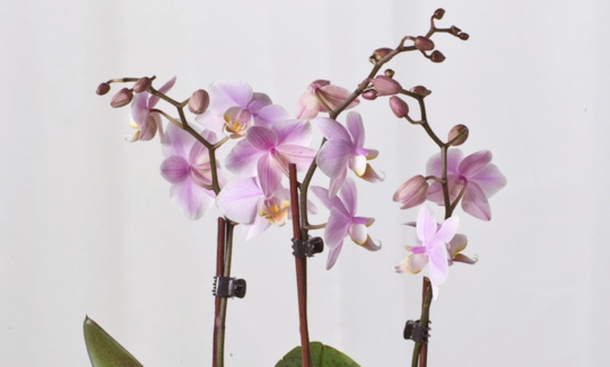 Image 8: Orchidée phalaenopsis