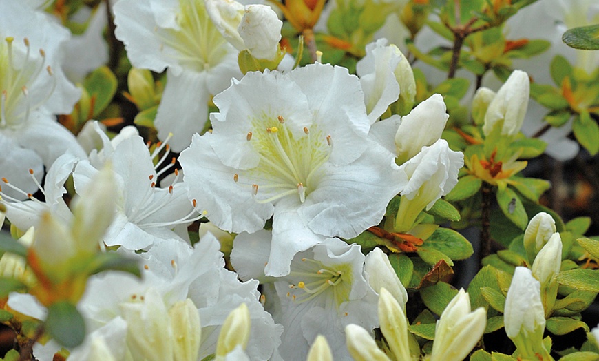 Image 1: Azalea Japonica Snow White