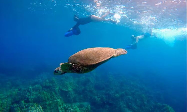 Discover Lahaina Turtle Town with Sea Scooters and Photos