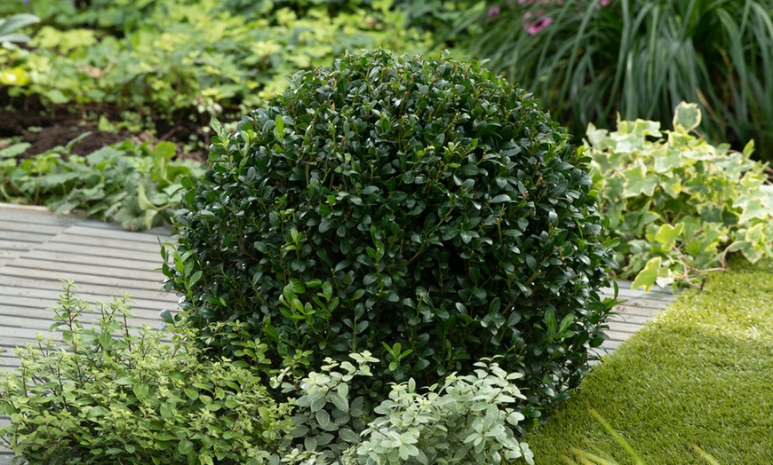 Image 4: 1x oder 2x Japanische Stechpalme "Ilex Crenata Jenny"