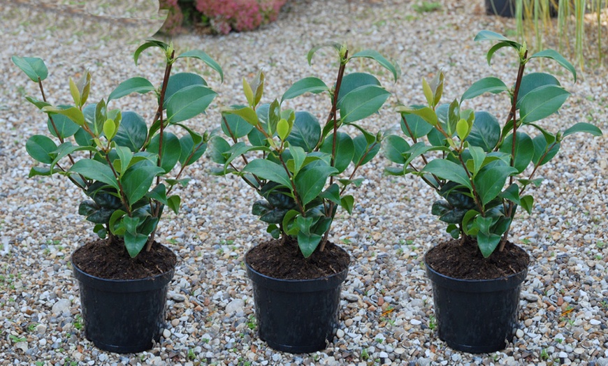 Image 10: One or Three Hardy Camellia Potted Plants