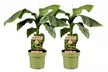 1 o 2 plantas de Musa Basjoo Rootz - Second Medium