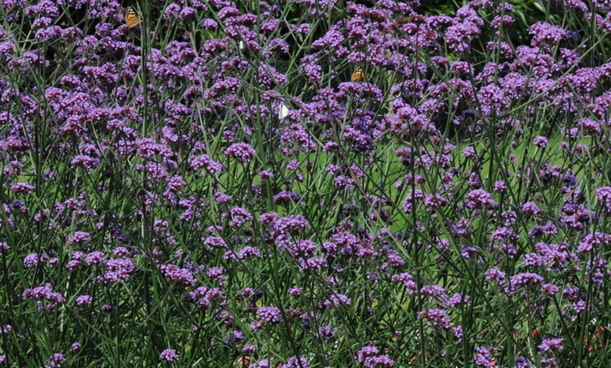 Image 14: Cottage Garden Plug Plants
