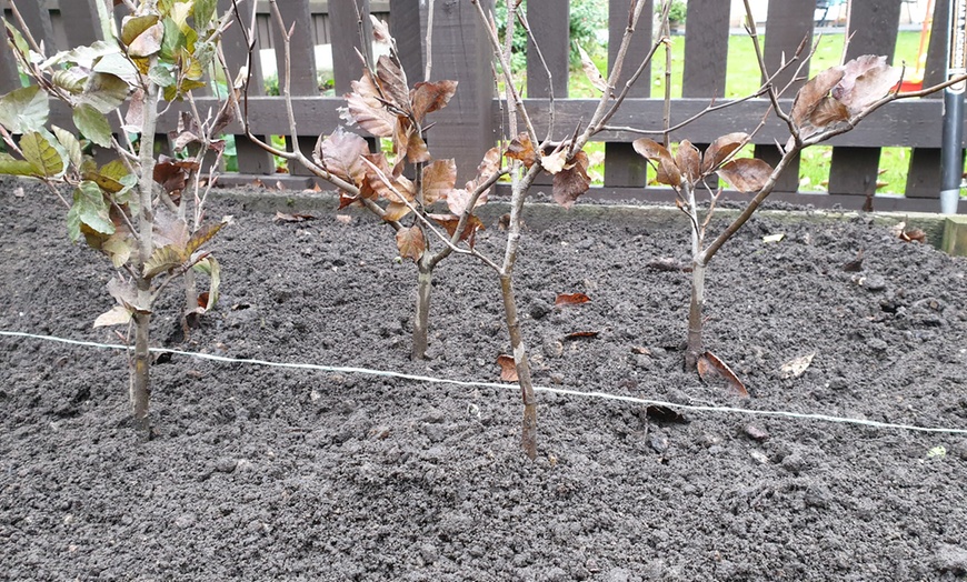 Image 2: 5 or 15 Copper Beech Hedging