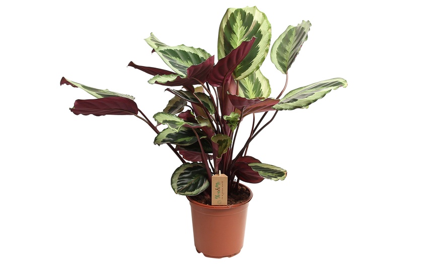 Image 5: Calathea Marion "plante vivante"