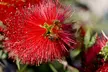 1 ou 2 plantes en pot 'Bottlebrush' Callistemon - Second Medium
